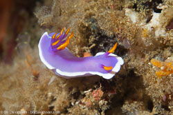 BD-160101-Malapasqua-1728-Hypselodoris-sp4.-Stimpson.-1855-[Undescribed].jpg